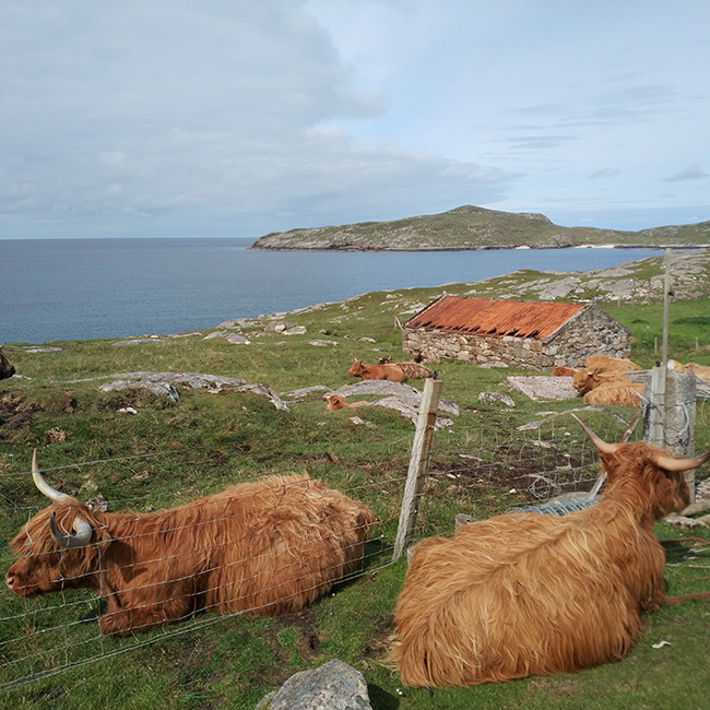 Vaches écossaises poilues