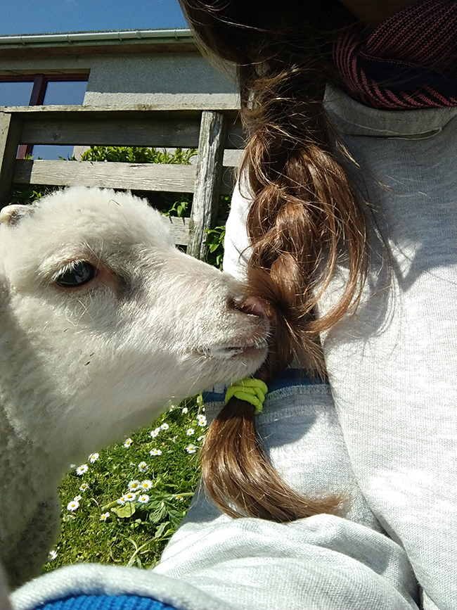 Agneau qui vient de boire du lait